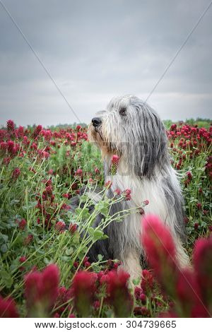 Beadrded Collie In Pink Tall Shamrock. Photo May 2019. It Was Amazing Experience. I Love Dogs But Th