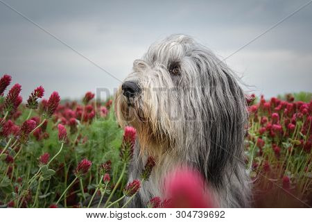 Portrait Of Bearded Collie, Who Is Sitting In Shamrock