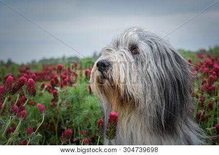 Portrait Of Bearded Collie, Who Is Sitting In Shamrock