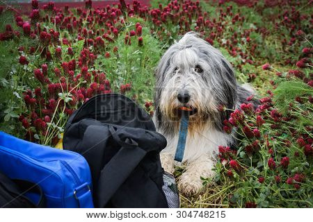 Portrait Of Bearded Collie, Who Is Waiting In Tall Shamrock. He Wants Make Some Action, He Is The Be