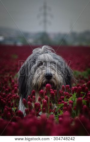 Portrait Of Bearded Collie, Who Is Hidding In Tall Pink Shamrock.