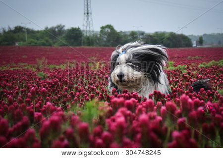 Portrait Of Bearded Collie, Who Is Running In Tall Shamrock. This Day Was Really Bad. It Was Raining