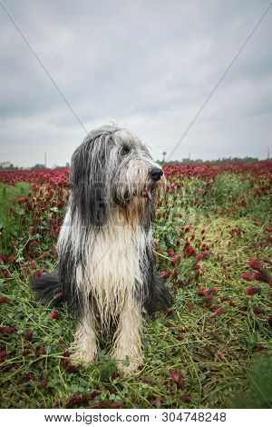 Beadrded Collie In Shamrock. Photo May 2019. It Was Amazing Experience. I Love Dogs But This Was Rea
