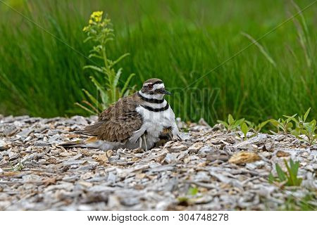 Killdeer Or Charadrius Vociferus On Nest With Young On A Cloudy Cold Day. It Is A Large Plover Found