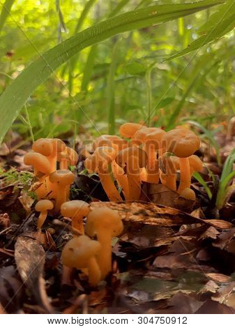 Translucent Golden Waxcap Fungi In The Woods