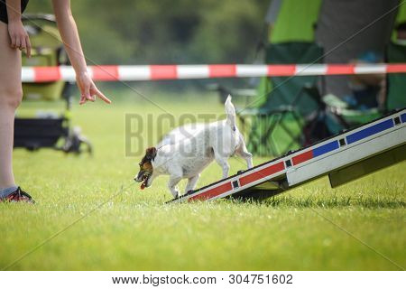 Dog In Agility Zone. Amazing Day On Czech Agility Competition.