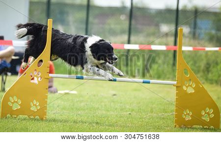 Dog Border Collie Jumps Over The Agility Chicane.  Amazing Day On Czech Agility Competition. They Ar