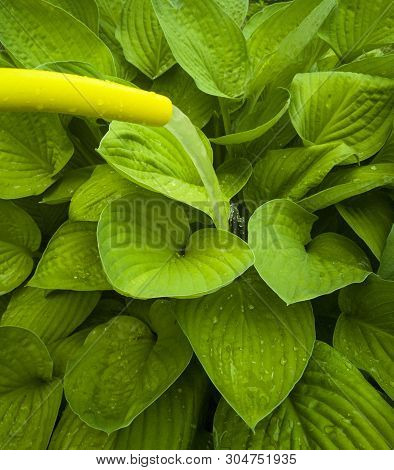 ..a Green Bush Near A Tree Is Watered With Yellow Hose