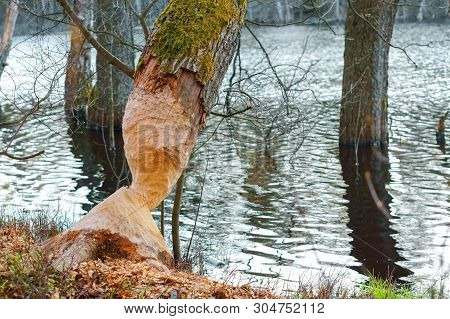 Tree Gnawed By The Beaver, The Beaver Teeth Marks On A Tree Trunk