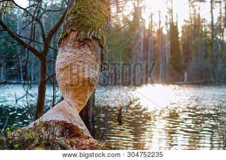 Tree Gnawed By The Beaver, The Beaver Teeth Marks On A Tree Trunk