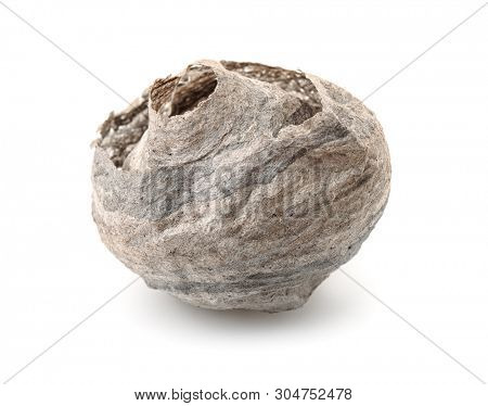 Dried empty vespiary isolated on white