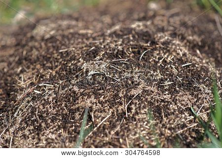 Anthill Into The Earth Among Soil And Green Plants