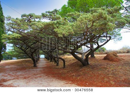 Görögország Rhodes. Avenue, ívelt fák, a park, a hegyi Filerimos