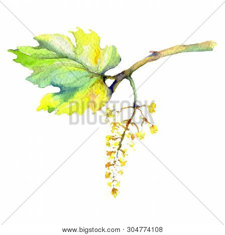 Branch Of Green Vine Leaves. Watercolor Background Illustration Set. Isolated Grape Illustration Ele