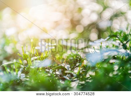 Wrightia Antidysenterica Flower On Nature Background And Sunlight In Morning, Flower Background Conc