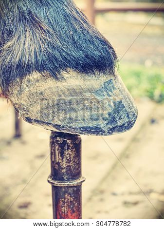 Farrier Work. Clear Hoof After Using Hoof Rasp, Knife, Hoof Pliers