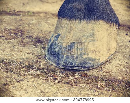 Farrier Work. Clear Hoof After Using Hoof Rasp, Knife, Hoof Pliers