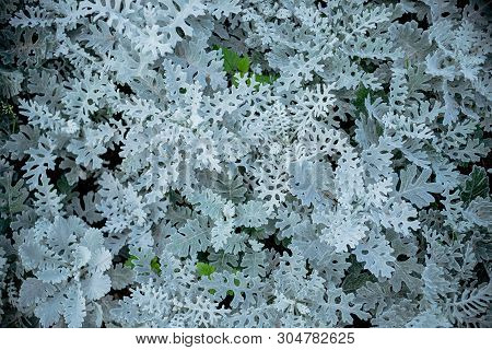 Gray Green Leaves Of Cineraria In Macro. Exotic Dusty Miller Plant Close-up. Natural Background Of C
