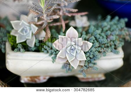 Secculents Flower Macro Background Wallpaper High Quality Prints 50,6 Megapixels