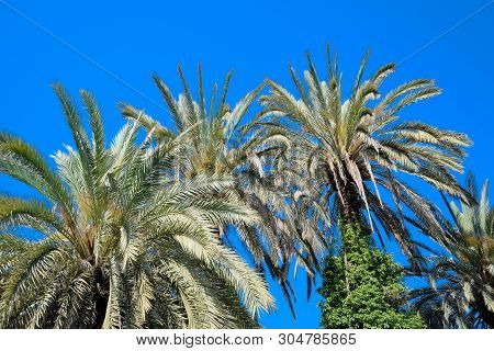 Phoenix Canariensis Natural Background With Phoenix Canariensis, Canarian Date Palm