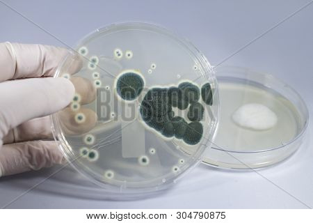 Colonies Of Penicillium Fungi Grown On Sabouraud Dextrose Agar. Penicillium Is A Mold Fungus That Ca