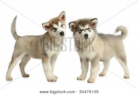 Alaskan Malamute Welpen