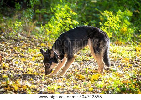 Portrait Of Mongrel Dog Snuffing Ground On Autumn Forest With Golden Leaves