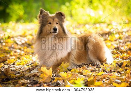 Collie Dog Lying Down On Autumn Forest With Golden Leaves At Sunlight