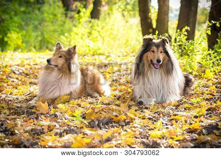 Two Collie Dogs Lying Down On Autumn Forest With Golden Leaves At Sunlight
