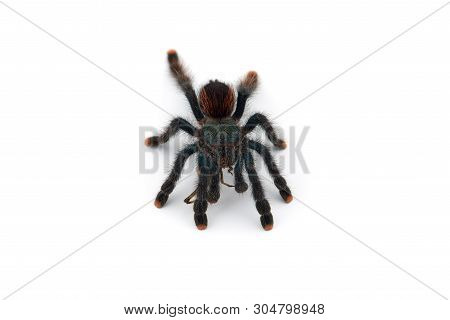 The Antilles Pinktoe Tarantula Isolated On White Background