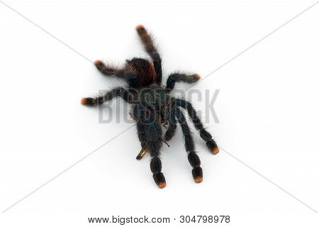 The Antilles Pinktoe Tarantula Isolated On White Background