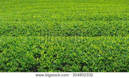 Greenery Japanese Green Tea Leaves Plant Farmland