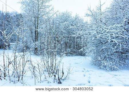 Winter's Tale, Lovely Winter Scenery, Winter Park in Snow, Whitened Spruce Branch with a Snowy Forest in the Background, Snow-Covered Trees in the City Park, Snowing, Winter Park Background