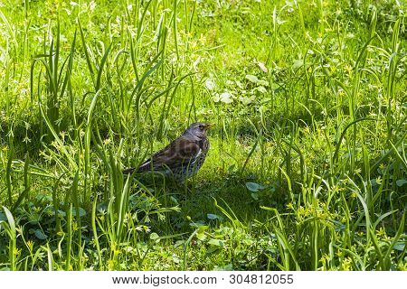 Fieldbird (turdus Pilaris) In The Grass. Sunny Day At The End Of April.