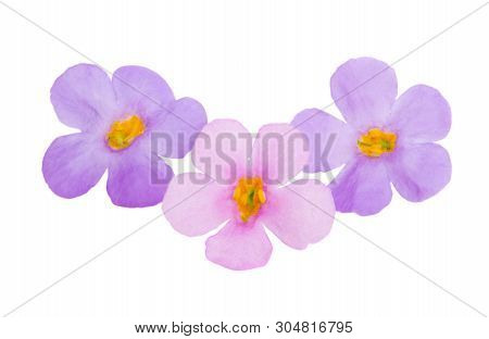 Bacopa Blue Flower Isolated On White Background