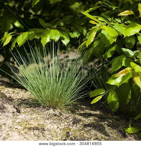 Corynephorus Canescens Perennial Grass Grows Predominantly In The Sand And On The Outskirts Of Fores
