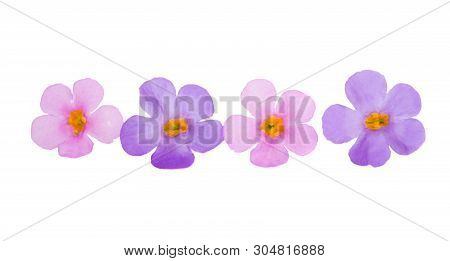 Bacopa Blue Flower Isolated On White Background
