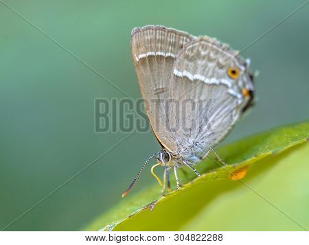Purple Hairstreak (neozephyrus Quercus) Butterfly Eating Sugars On Leaves Of Oak