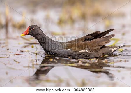 Common Moorhen (gallinula Chloropus) Bird Swimming In Reflecting Water Of Pond In Flanders Belgium. 