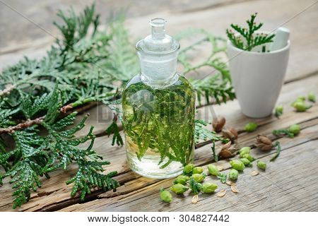 Bottle Of Thuja Infusion Or Oil, Mortar And Thuja Cones. Herbal Medicine.