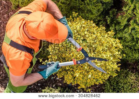 Gardener Shaping Plants Using Heavy Duty Garden Scissors. Spring Maintenance.