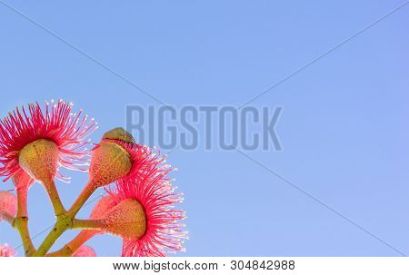Australian Red Flower With Blue Sky Backgound Copy Space For Greeting Card