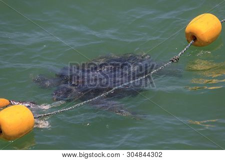 Sea Turtle Swimming In The Ocean, Peru