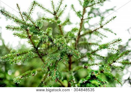 Spruce Branches Against The Sky Close-up, Spruce Forest After Rain