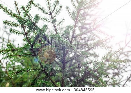 Spruce Branches Against The Sky Close-up, Spruce Forest After Rain