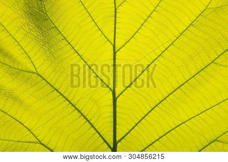 Close-up Pattern, Light Green Leaves, Golden Teak Leaves