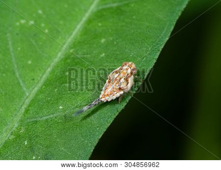 Macro Photography Of Planthopper On Green Leaf