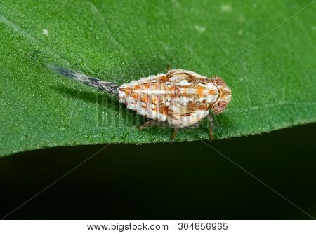 Macro Photography Of Planthopper On Green Leaf