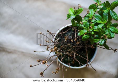 The Plant Blooms One, The Other Half Died. One Plant, Different Care. On The Brown Background, The P