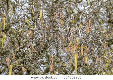 Full Frame Detail Shot Showing Lots Of Twisted Hazel Twigs At Early Spring Time